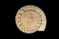 藏品(夸氏車輪螺)的圖片